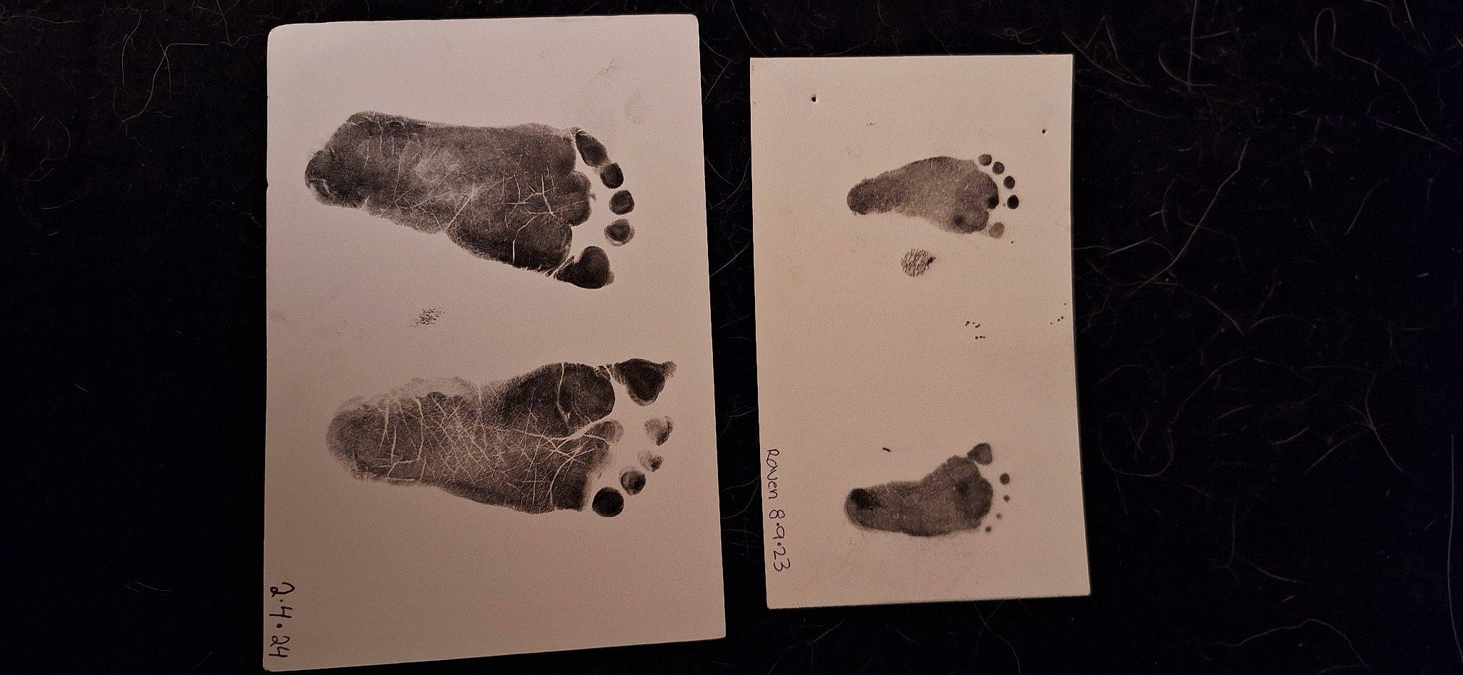 Raven joined the competition — help win amazing prizes! art, artifact, bone, collection, drawing, font, footprint, fossil, illustration, jaw, mammal, organism, paper, paw, rock, snout, vertebrate, visual_arts, white, working_animal