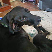 Bruce is registered to the contest to win money with this photo: animal, black_dog, blanket, brown_eyes, canine, casual, collar, curious, dog, domestic, floor, furniture, home, indoor, looking_back, luggage, pet, resting, room, wooden_floor