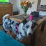dog, indoor, wooden_table, flowers, vase, pink_harness, pink_travel_mug, television, soccer_game, living_room, furniture, wooden_cabinet, floor, bag, door, leash, happy_dog, pet, animal, home
