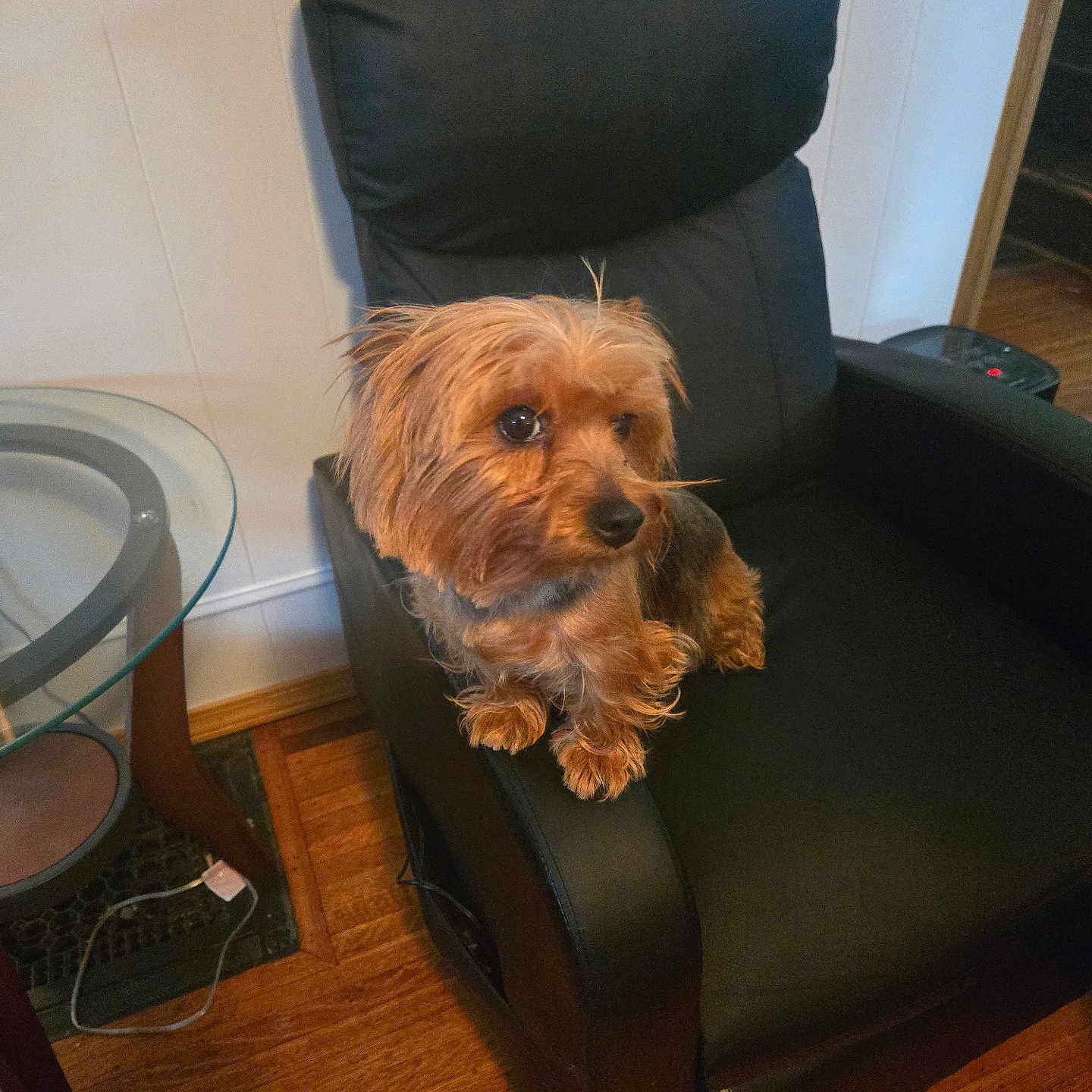 Maya joined the competition — help win amazing prizes! animal, architecture, armchair, building, canine, chair, couch, cushion, dog, furniture, hardwood, indoors, interiordesign, livingroom, pet, puppy, recliner, room, terrier, wood