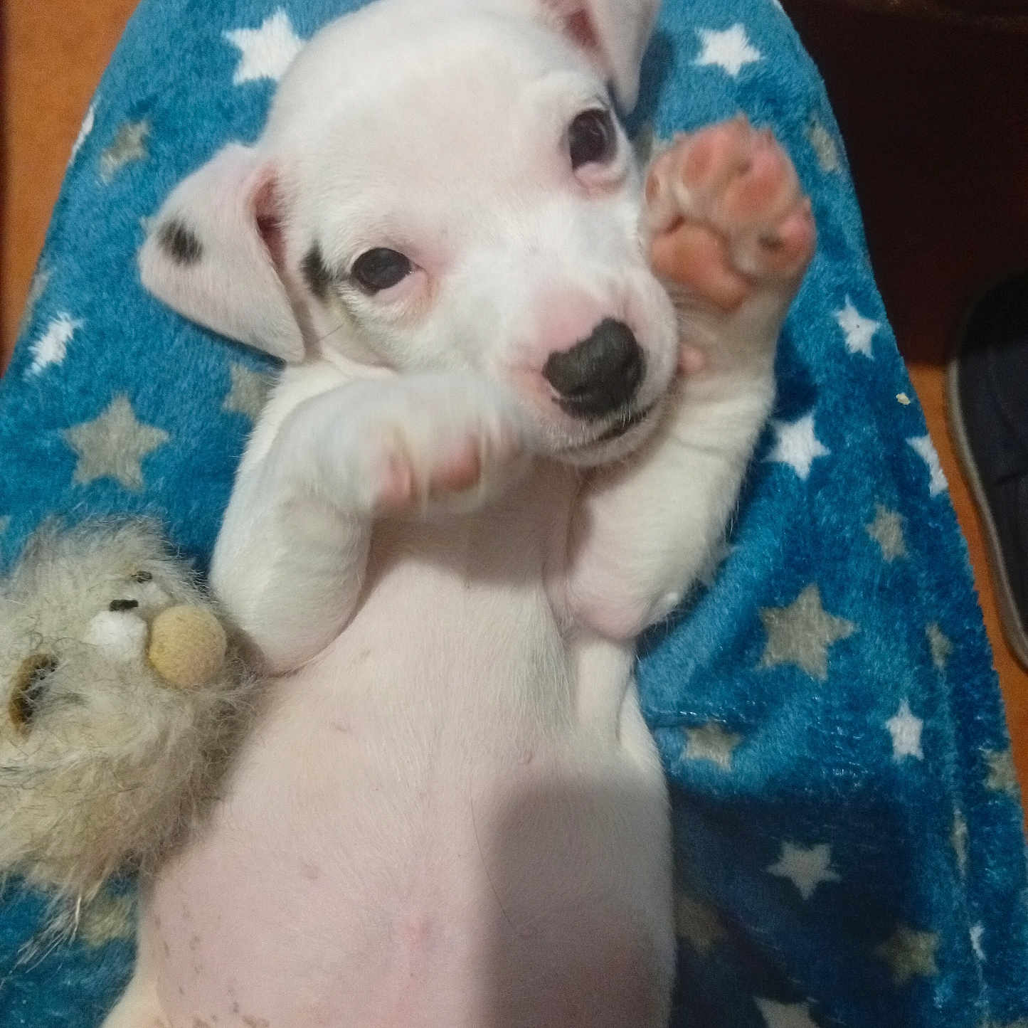 Appollon a rejoint le concours — aidez-le/la à gagner de superbes lots ! adorable, animal, blanket, close_up, cozy, cute, dog, fuzzy_toy, indoor, lying_down, paw, pet, playful, puppy, small, soft, star_pattern, toy, white, young