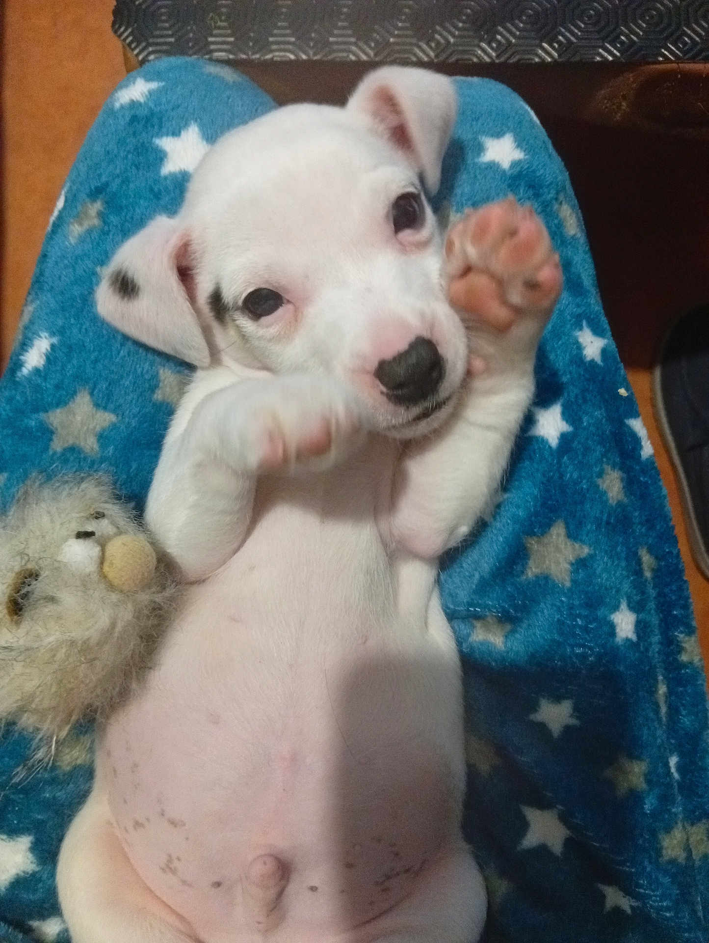 Appollon a rejoint le concours — aidez-le/la à gagner de superbes lots ! adorable, animal, blanket, close_up, cozy, cute, dog, fuzzy_toy, indoor, lying_down, paw, pet, playful, puppy, small, soft, star_pattern, toy, white, young