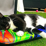 Ruby a rejoint le concours — aidez-le/la à gagner de superbes lots ! cat, black_and_white, sleeping, boogie_board, grass, outdoor, relaxing, paws, feline, pet, colorful, toy, shoes, leisure, sunny, daytime, rest, animal, fur, whiskers