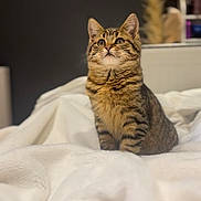 Ariel a rejoint le concours — aidez-le/la à gagner de superbes lots ! cat, kitten, tabby, pet, fur, whiskers, bed, blanket, indoor, cozy, animal, cute, young, feline, curious, sitting, soft, warm, domestic, portrait