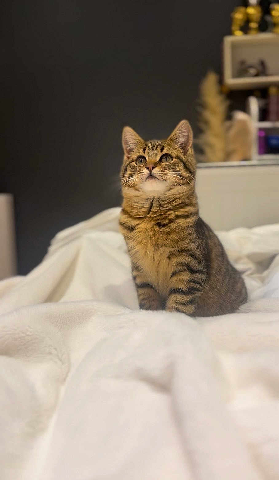 Ariel a rejoint le concours — aidez-le/la à gagner de superbes lots ! cat, kitten, tabby, pet, fur, whiskers, bed, blanket, indoor, cozy, animal, cute, young, feline, curious, sitting, soft, warm, domestic, portrait