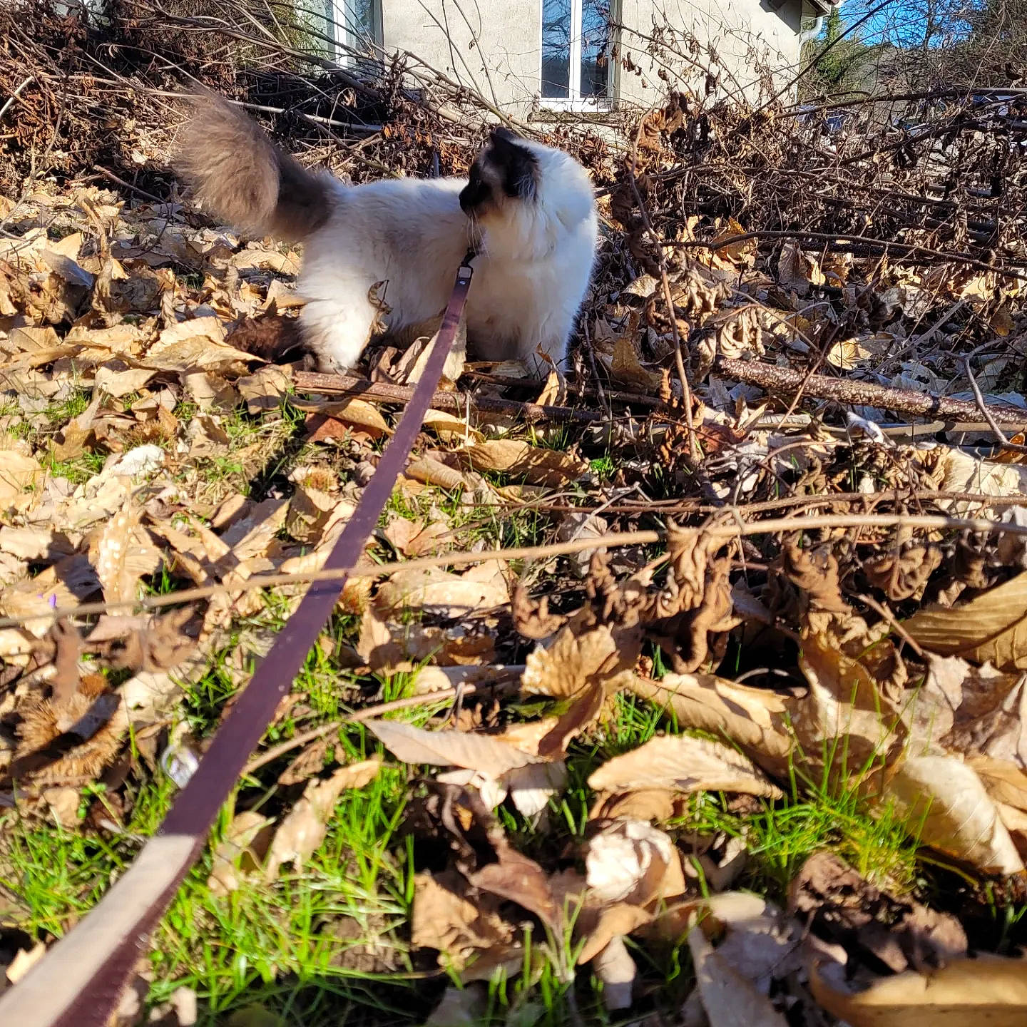 Sissi a rejoint le concours — aidez-le/la à gagner de superbes lots ! backyard, carnivore, cat, companion_dog, dog_breed, fawn, felidae, fur, grass, groundcover, plant, plant_stem, shadow, small_to_medium_sized_cats, soil, tail, terrestrial_animal, twig, whiskers, wood