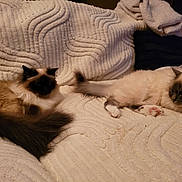 Sissi participe au concours pour gagner de l'argent avec cette photo : cat, fluffy, indoor, blanket, cream, relaxed, pet, animal, fur, paw, resting, cozy, two_cats, texture, soft, laying, cute, domestic, feline, companion