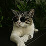 Edgurr is registered to the contest to win money with this photo: accessory, animal, cat, cool, cute, domestic_cat, fashion, feline, greenery, indoor, leather, paws, pet, plants, portrait, relaxed, resting, shaded, sunglasses, whiskers