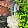 cat, tabby_cat, fence, chain_link_fence, rock, green_plants, foliage, wooden_fence, outdoor, nature, curious, animal, pet, mammal, whiskers, eyes, paws, texture, garden, daylight
