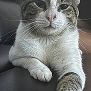 Edgurr joined the competition — help win amazing prizes! animal, cat, closeup, cute, domestic_cat, ears, face, feline, front_leg, fur, indoor, leather, mammal, paw, pet, relaxed, resting, tabby, whiskers, white_fur