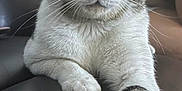 Edgurr is registered to the contest to win money with this photo: animal, cat, close_up, couch, cute, domestic_cat, feline, fur_pattern, household, indoor, leather, paw, pet, portrait, relaxed, resting, sitting, tabby, whiskers, white_fur