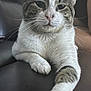animal, cat, close_up, couch, cute, domestic_cat, feline, fur_pattern, household, indoor, leather, paw, pet, portrait, relaxed, resting, sitting, tabby, whiskers, white_fur