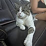 Edgurr joined the competition — help win amazing prizes! animal, blurred_background, casual_clothing, cat, closeup, couch, domestic_animal, feline, furniture, home, indoor, leather, paw, person, pet, relaxed, sitting, stretching, tabby_cat, white_cat
