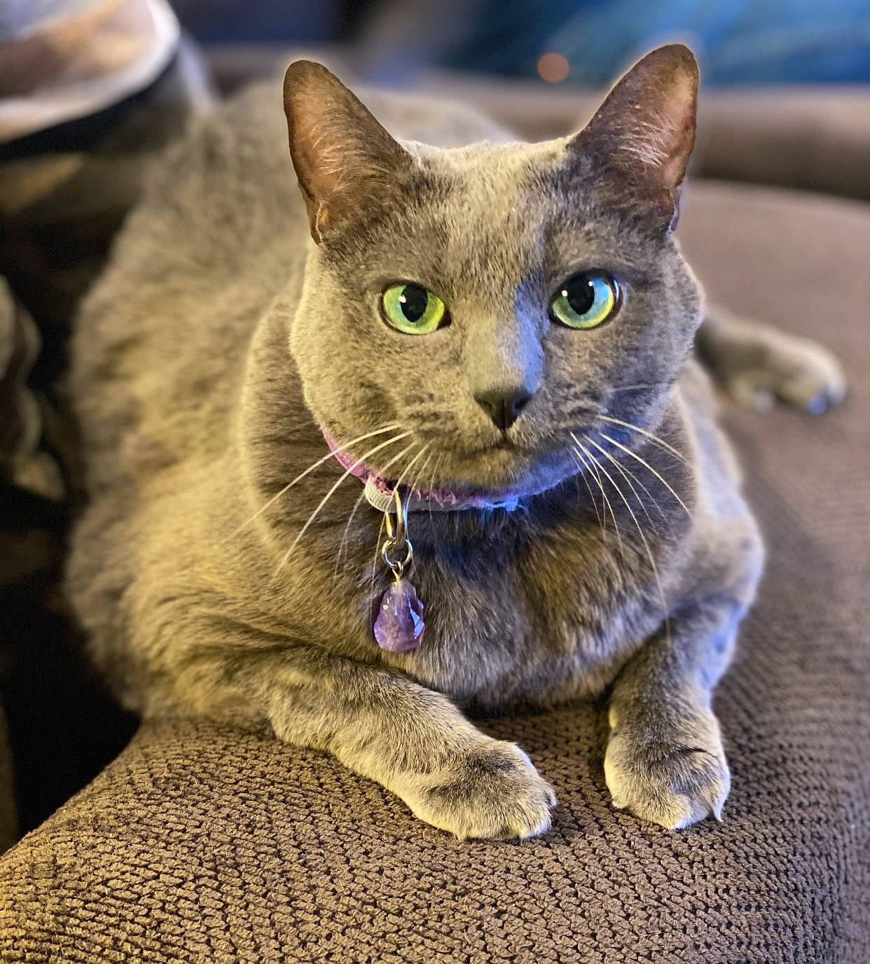 Bindi Lou Who joined the competition — help win amazing prizes! carnivore, cat, domestic_short_haired_cat, felidae, fur, grey, russian_blue, small_to_medium_sized_cats, snout, terrestrial_animal, whiskers, wildlife