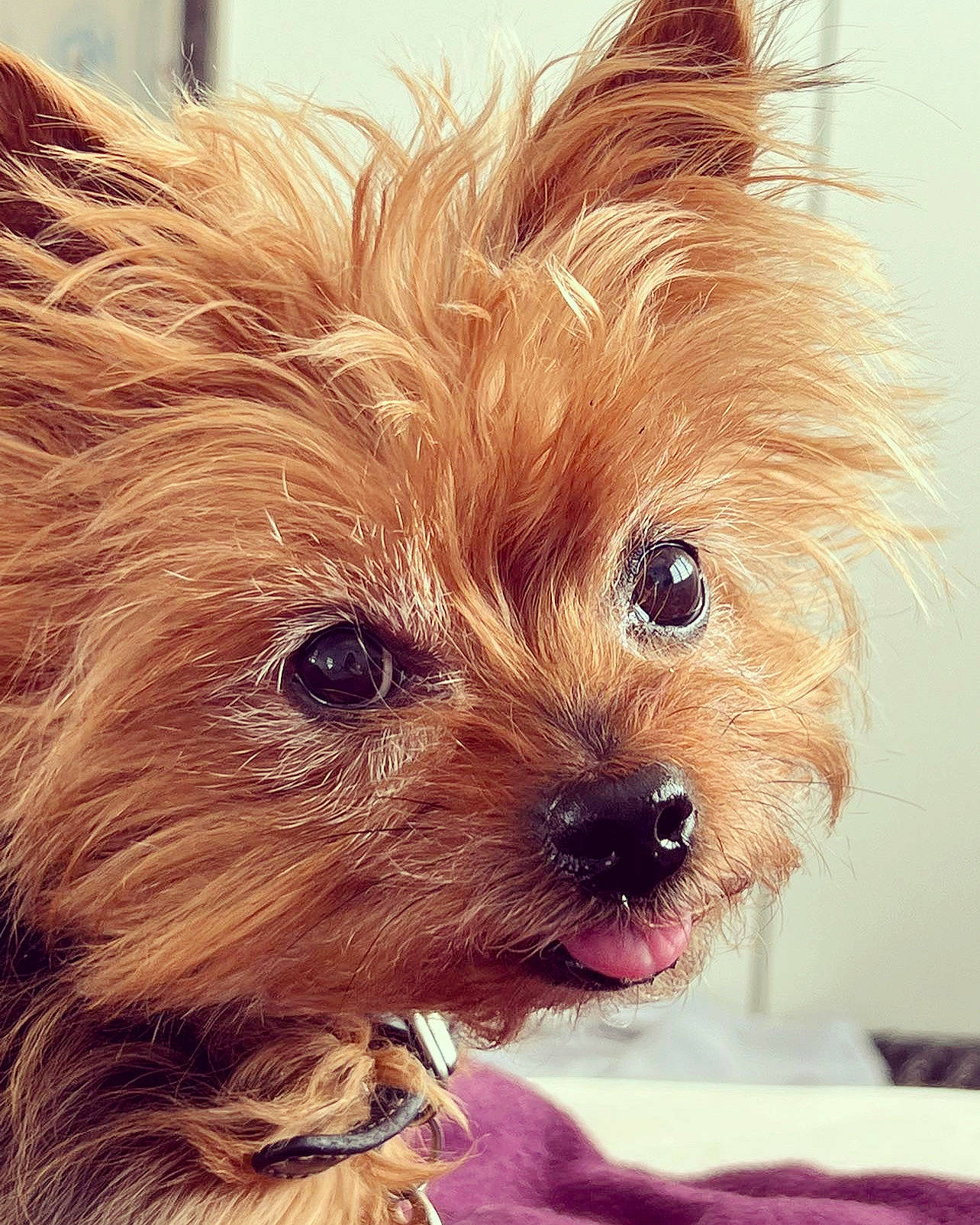 Jessie a rejoint le concours — aidez-le/la à gagner de superbes lots ! australian_terrier, blond, canidae, carnivore, companion_dog, dog, dog_breed, ear, eye, fashion_accessory, fawn, german_spitz, head, liver, small_terrier, snout, sporting_group, terrier, toy_dog, whiskers