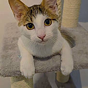 Charlie joined the competition — help win amazing prizes! cat, tabby, white, pet, animal, cute, cat_tree, indoor, feline, whiskers, ears, paws, curious, looking, playful, fur, closeup, domestic, soft, toy