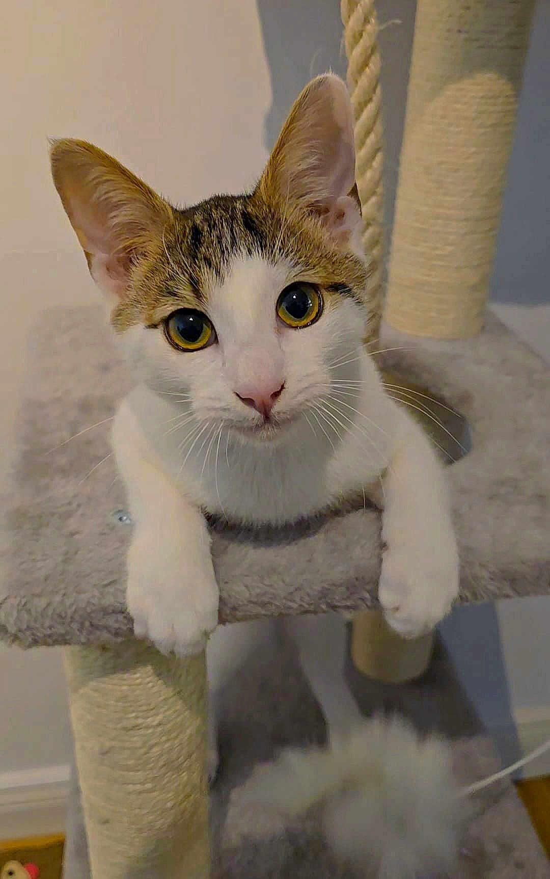 Charlie