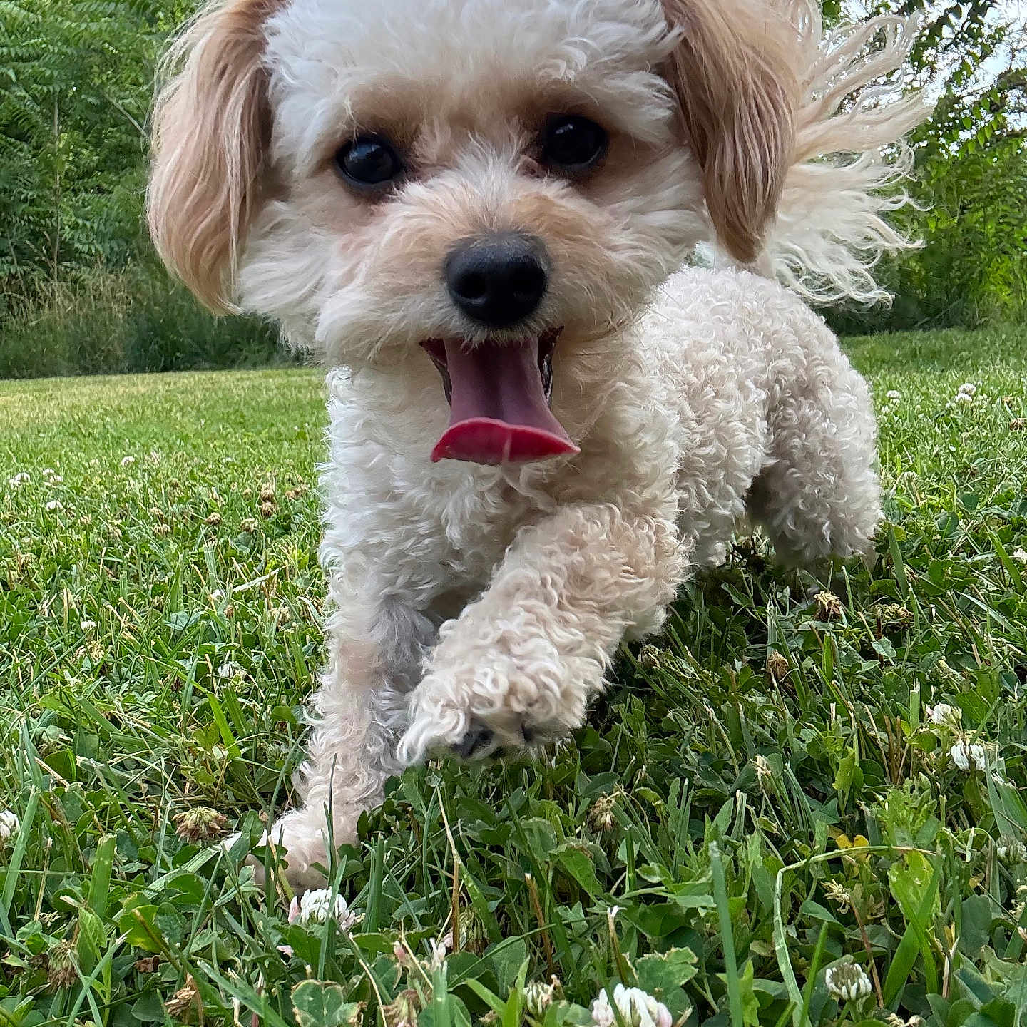 Bruno joined the competition — help win amazing prizes! animal, close_up, curly_fur, cute, dog, ears, field, flower, fur, grass, greenery, happy, nature, outdoor, pet, playful, puppy, running, summer, tongue_out