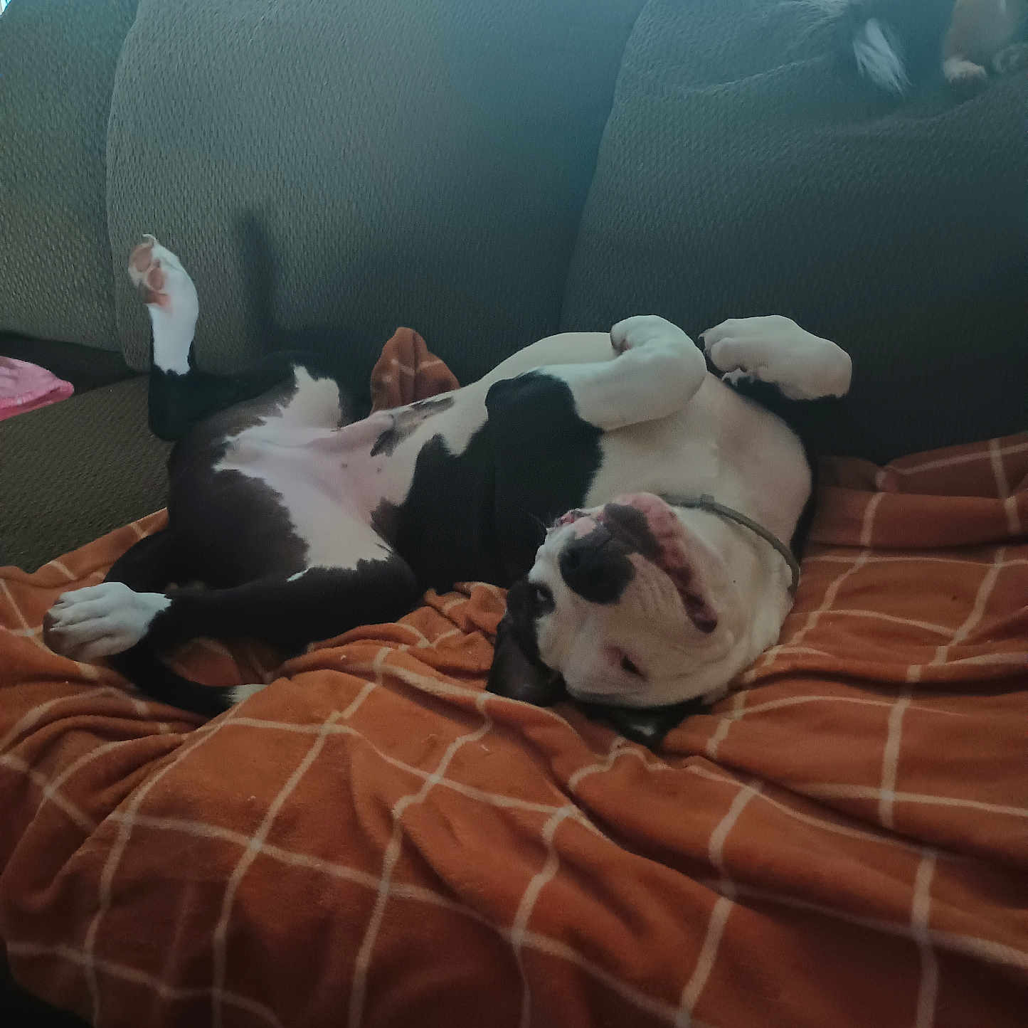Dexter