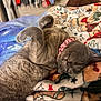cat, gray_cat, pet, sleeping, relaxed, curled_paws, collar, blanket, holiday_blanket, indoor, bedroom, clothing, closet, furniture, cozy, furry, cute, domestic_animal, resting, soft