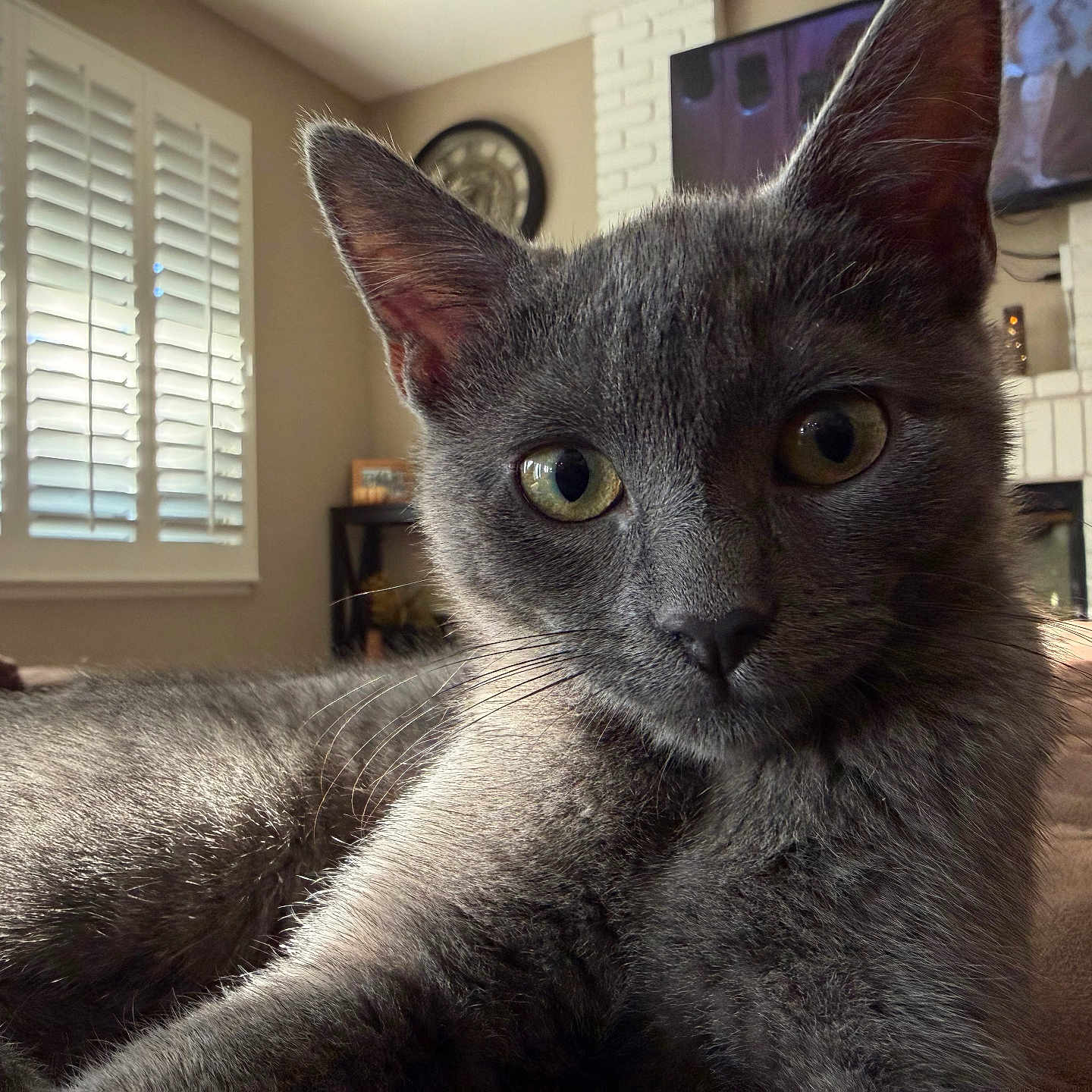 Nova joined the competition — help win amazing prizes! cat, close_up, couch, cozy, curious, domestic_animal, ears, eyes, feline, fur, gray_cat, home, indoor, living_room, natural_light, pet, portrait, relaxed, whiskers, window