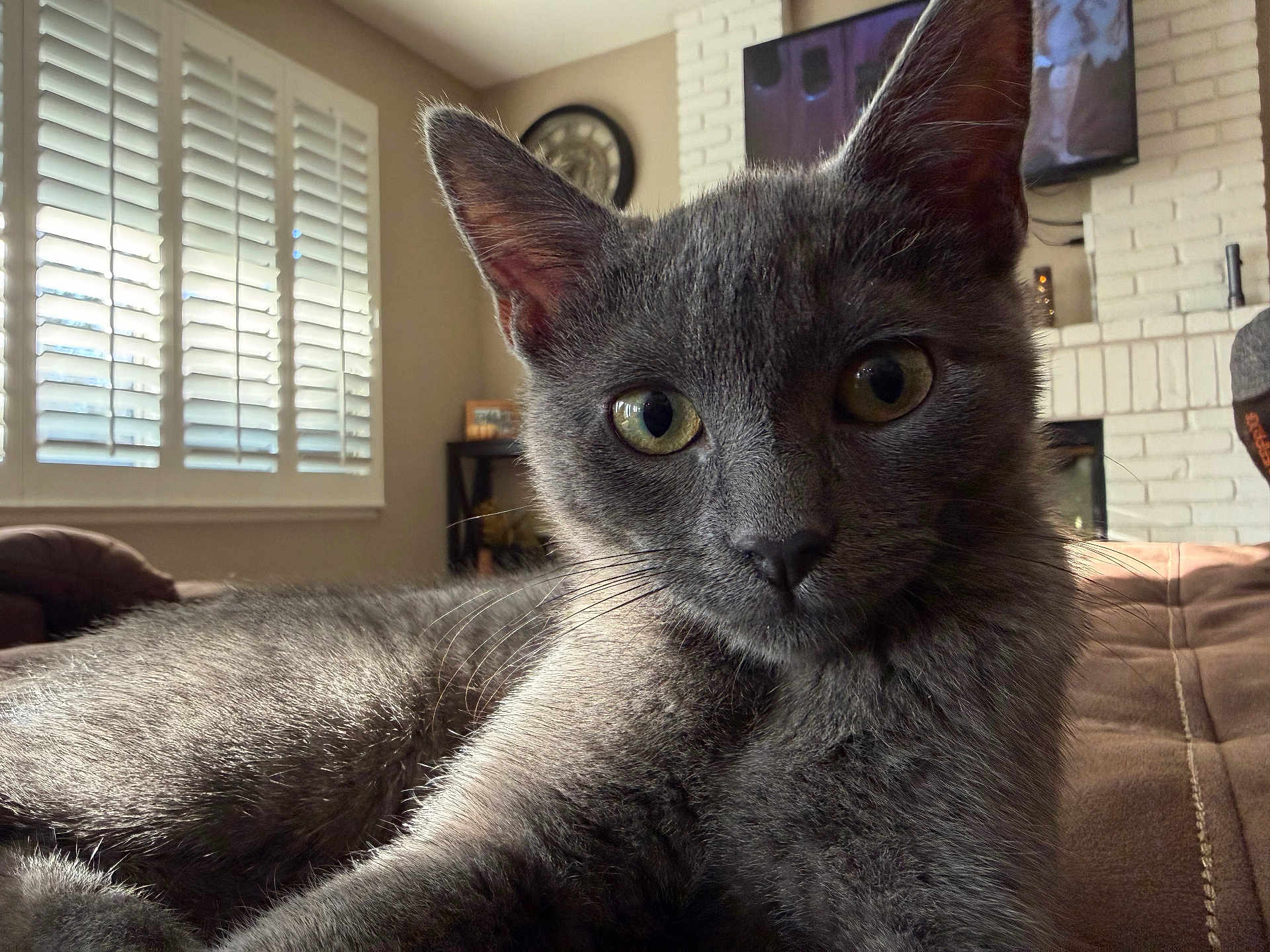 Nova joined the competition — help win amazing prizes! cat, gray_cat, close_up, indoor, living_room, couch, window, natural_light, feline, pet, curious, whiskers, ears, eyes, fur, home, cozy, relaxed, domestic_animal, portrait