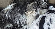 Luna Aka Lulu is registered to the contest to win money with this photo: animal, black_and_white, blanket, close_up, comfort, companion, cozy, cute, dog, fluffy, fur, indoors, nap, pet, relaxation, resting, sleeping, soft, texture, warm