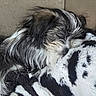 dog, sleeping, fluffy, black_and_white, blanket, cozy, fur, resting, indoors, pet, cute, close_up, nap, comfort, texture, soft, relaxation, animal, companion, warm