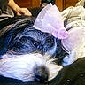 dog, close_up, bow, pink_bow, resting, sleepy, black_and_white_fur, pet, indoor, person, hand, soft_surface, blanket, cozy, fur, animal, cute, relaxed, portrait, companion