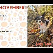 Luna Aka Lulu is registered to the contest to win money with this photo: dog, black_and_white, puppy, forest, autumn, leaves, log, outdoors, nature, sunlight, calendar, november, fall, cute, pet, wood, moss, reminders, to_do, text_overlay