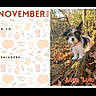 dog, black_and_white, puppy, forest, autumn, leaves, log, outdoors, nature, sunlight, calendar, november, fall, cute, pet, wood, moss, reminders, to_do, text_overlay