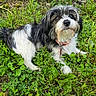 dog, black_and_white, fluffy, grass, outdoor, pet, collar, nature, animal, cute, fur, small_dog, sitting, leafy, greenery, canine, looking_up, eyes, ground, adorable