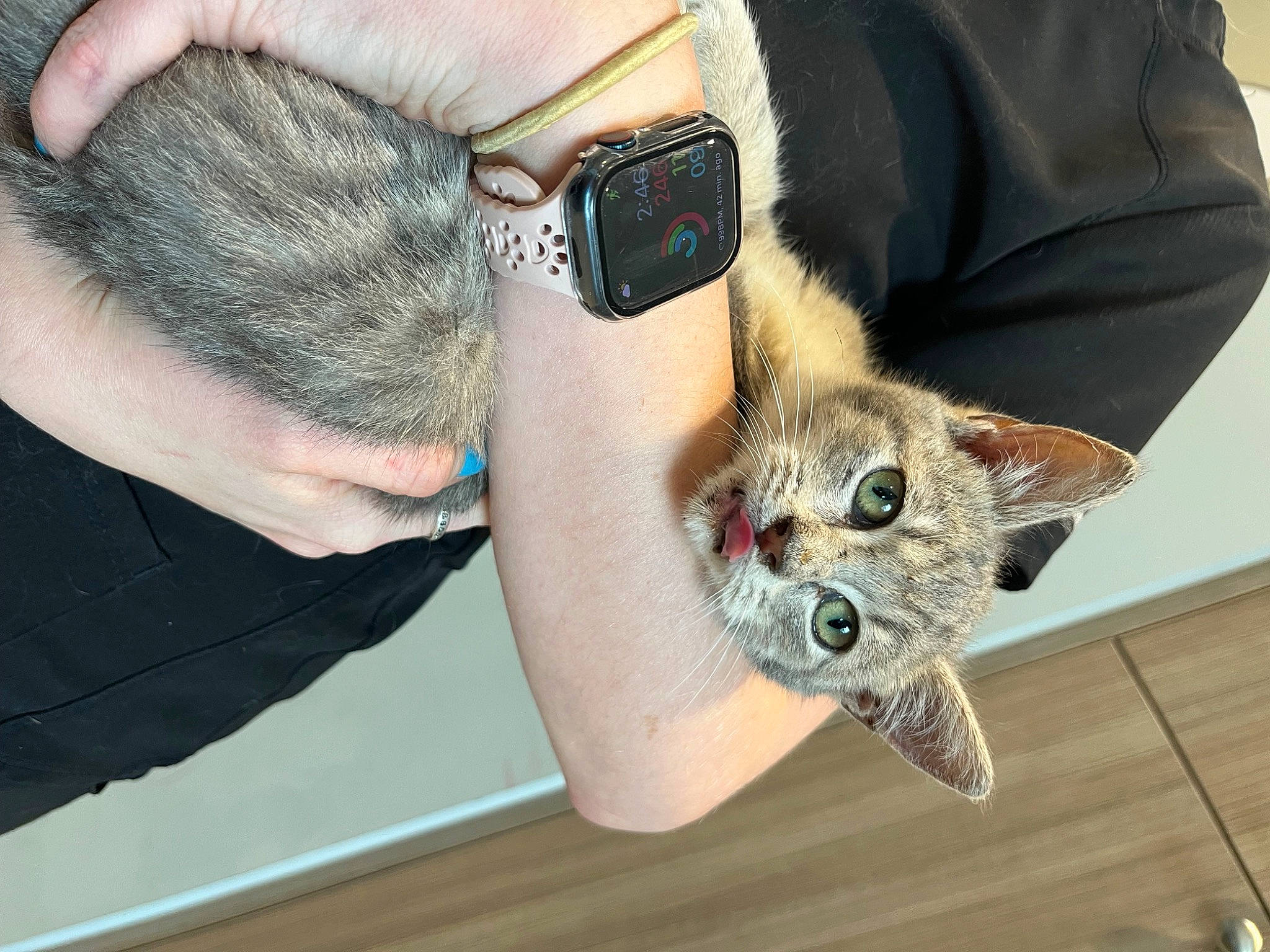 Lupita Picante joined the competition — help win amazing prizes! beard, carnivore, cat, domestic_short_haired_cat, ear, elbow, eyelash, eyewear, felidae, finger, gesture, goggles, hand, joint, sleeve, small_to_medium_sized_cats, sunglasses, vision_care, whiskers, wrist
