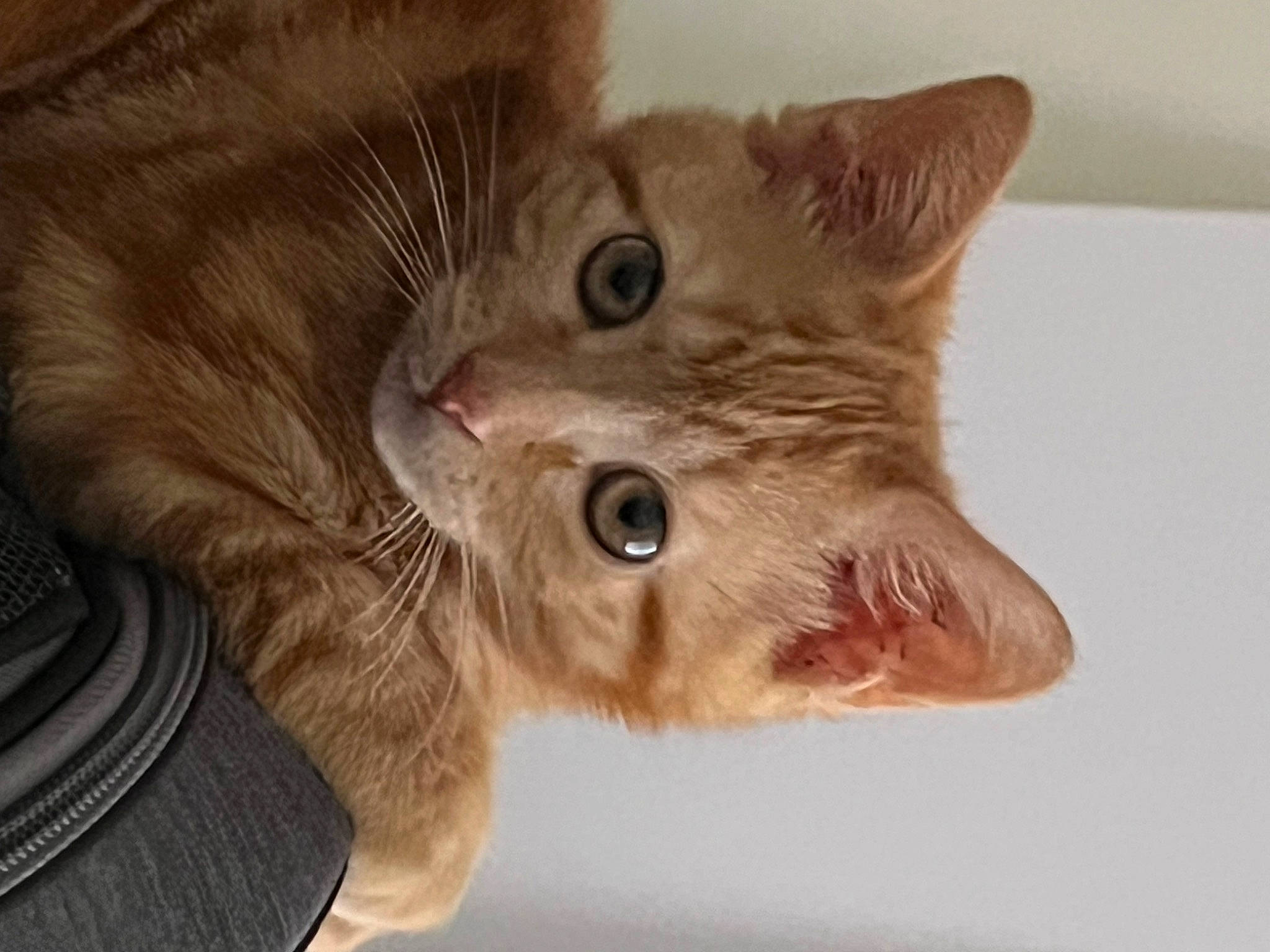 Lupita Picante is registered to the contest to win money with this photo: carnivore, cat, claw, domestic_short_haired_cat, ear, fawn, felidae, fur, paw, small_to_medium_sized_cats, snout, whiskers