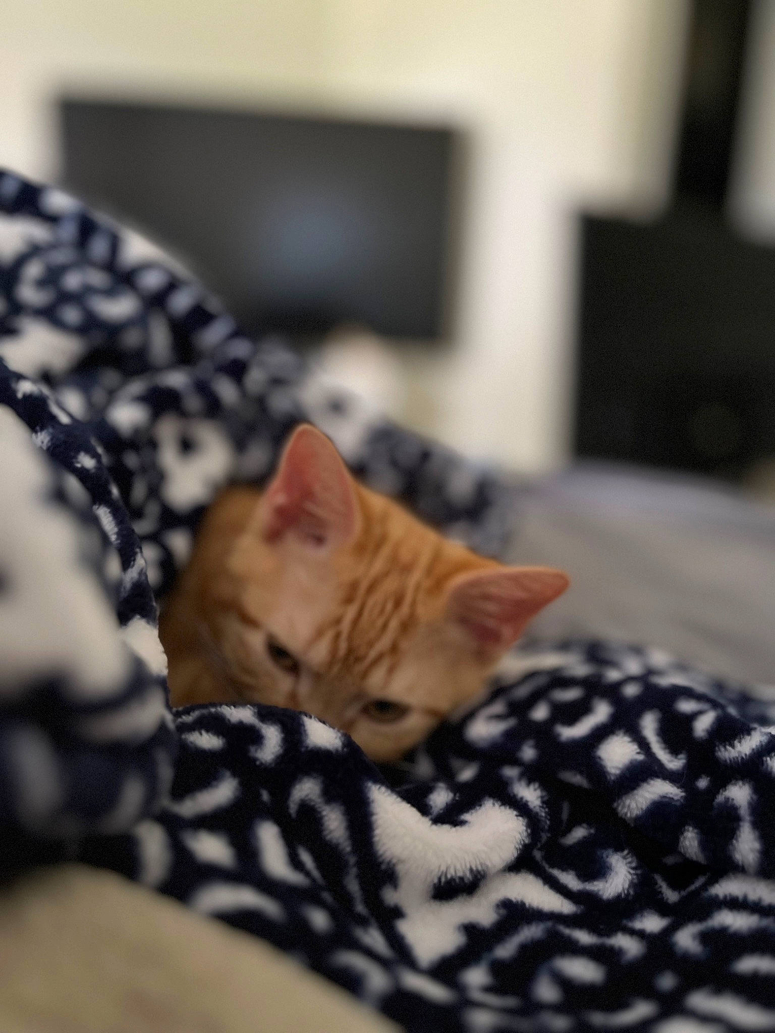 Lupita Picante joined the competition — help win amazing prizes! bed, bed_sheet, bedding, bedroom, carnivore, cat, comfort, domestic_short_haired_cat, fawn, felidae, fur, linens, nap, pattern, room, small_to_medium_sized_cats, snout, television, whiskers, wood