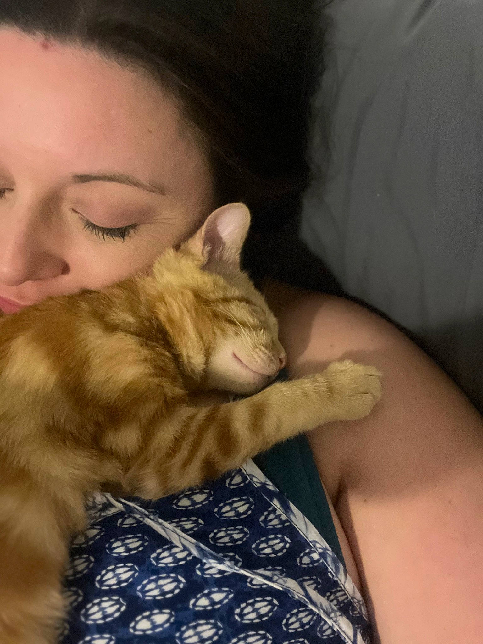 Lupita Picante joined the competition — help win amazing prizes! bed, carnivore, cat, comfort, ear, eyelash, fawn, felidae, fur, gesture, lap, long_hair, nose, plant, sitting, skin, small_to_medium_sized_cats, tree, whiskers, wood