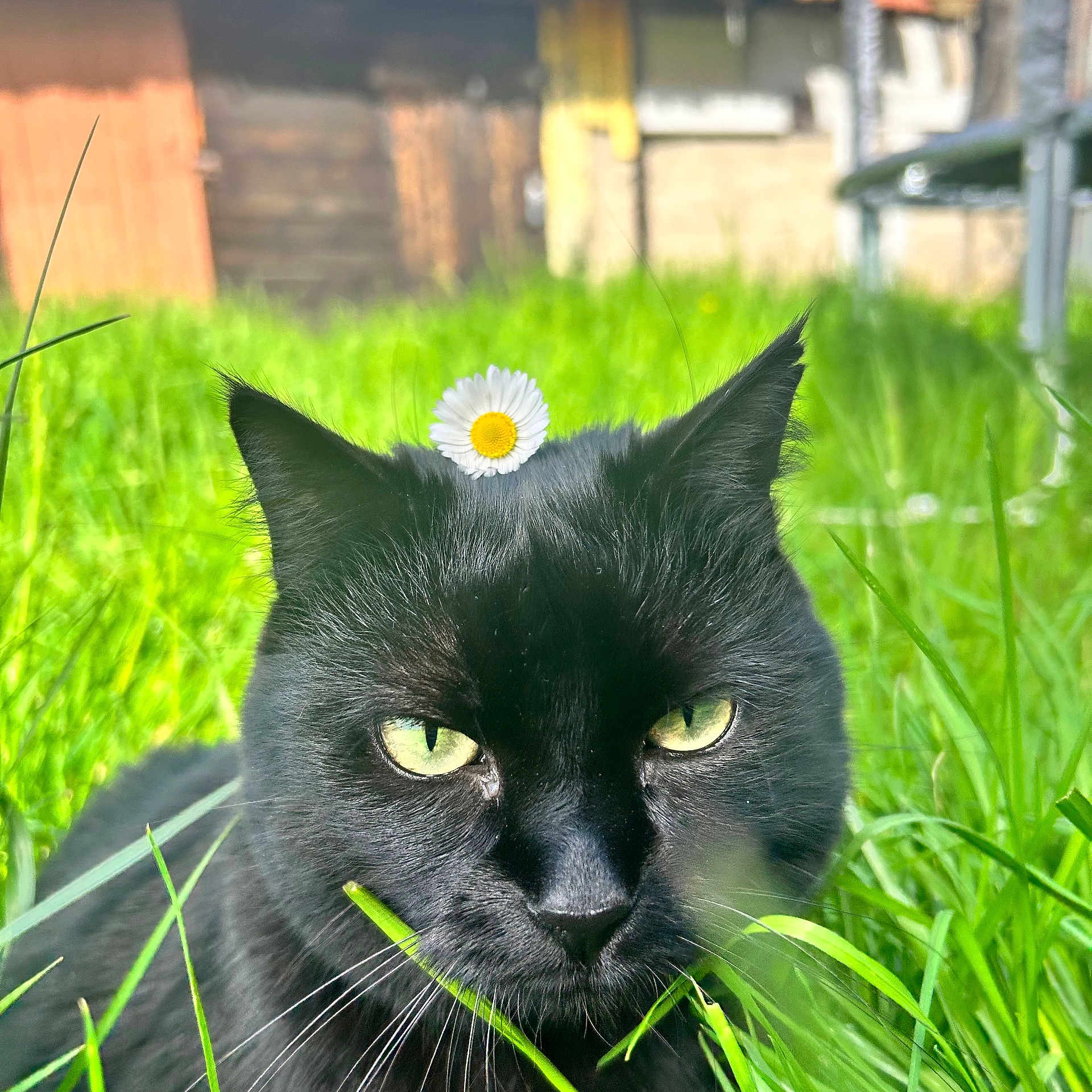 Baguhera joined the competition — help win amazing prizes! animal, black_cat, cat, close_up, cute, daisy, ears, eyes, face, flora, flower, green_grass, nature, outdoor, pet, portrait, relaxing, summer, sunlight, whiskers