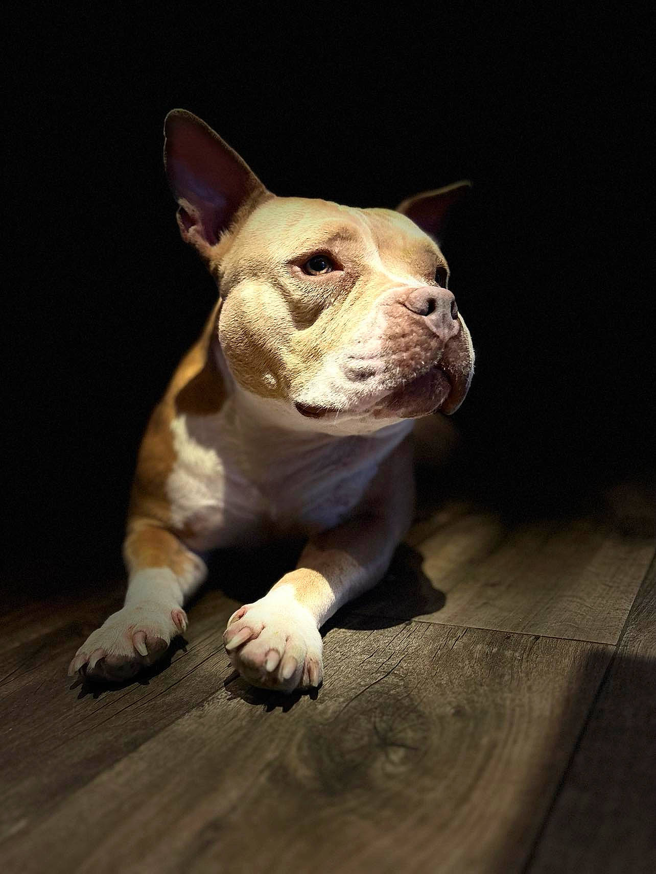 Gaia a rejoint le concours — aidez-le/la à gagner de superbes lots ! art, boston_terrier, bulldog, canidae, carnivore, companion_dog, dog, dog_breed, ear, fawn, felidae, hardwood, non_sporting_group, snout, tail, terrestrial_animal, toy_dog, whiskers, wood, working_animal