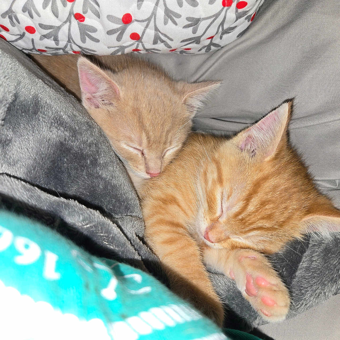 Lucky And Chance joined the competition — help win amazing prizes! abyssinian, animal, bed, blanket, cat, couch, cushion, furniture, homedecor, kitten, manx, person, pet, quilt, siamese, sleeping