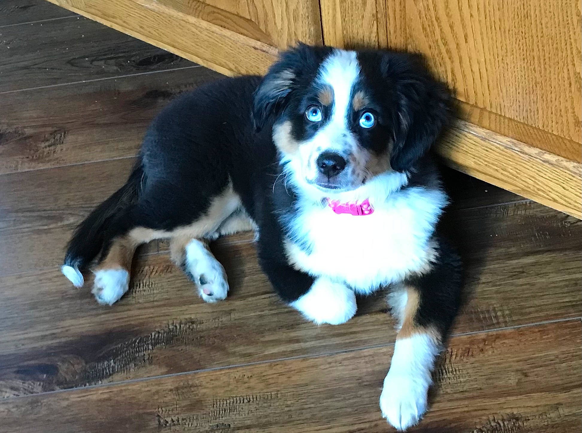 Jersey is registered to the contest to win money with this photo: canidae, carnivore, companion_dog, dog, dog_breed, flooring, fur, hardwood, herding_dog, plank, snout, sporting_group, sports_equipment, toy_dog, varnish, whiskers, wood, wood_stain, working_animal, working_dog