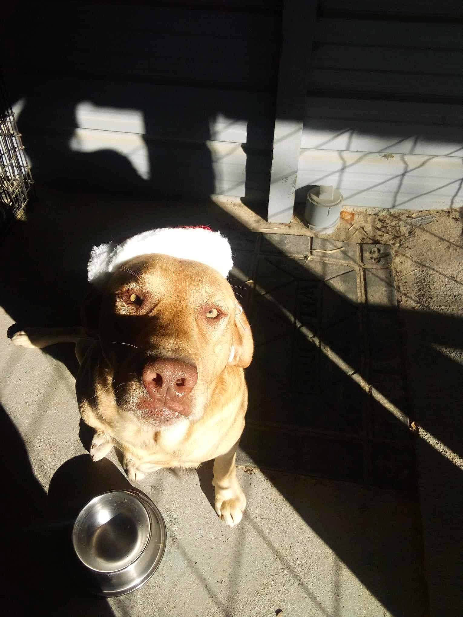 Bo is registered to the contest to win money with this photo: automotive_lighting, canidae, carnivore, collar, companion_dog, dog, dog_breed, dog_collar, fashion_accessory, fawn, jaw, non_sporting_group, personal_protective_equipment, selfie, snout, sporting_group, whiskers, wood, working_animal, wrinkle