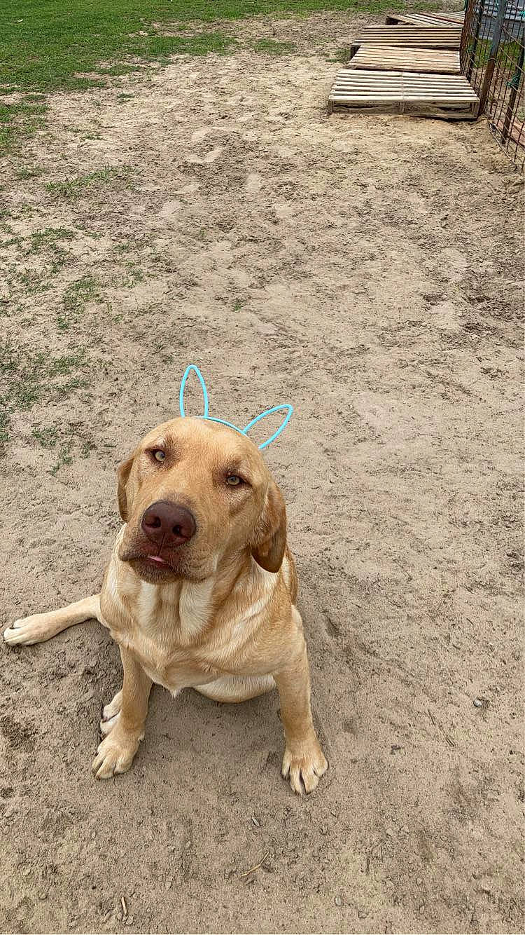 Bo joined the competition — help win amazing prizes! ball, canidae, carnivore, collar, companion_dog, dog, dog_breed, dog_collar, dog_supply, fawn, paw, pet_supply, retriever, snout, soil, sporting_group, tail, terrestrial_animal, wood, working_animal