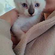 Rocky participe au concours pour gagner de l'argent avec cette photo : kitten, cat, pet, animal, blue_eyes, whiskers, ears, nose, fur, face, human_face, glasses, person, hand, holding, robe, blanket, cozy, indoor, portrait