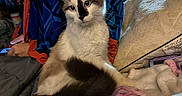 Baby is registered to the contest to win money with this photo: cat, animal, pet, fluffy, bed, blanket, pillow, indoor, feline, resting, cozy, fur, markings, cute, domestic, mammal, relaxed, person, clothing, blue