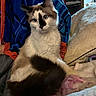 cat, animal, pet, fluffy, bed, blanket, pillow, indoor, feline, resting, cozy, fur, markings, cute, domestic, mammal, relaxed, person, clothing, blue