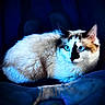 Baby joined the competition — help win amazing prizes! cat, blue_eyes, fluffy, close_up, portrait, animal, pet, feline, resting, indoor, dark_background, blue_lighting, whiskers, cute, fur, mammal, looking_away, sitting, calm, domestic_animal