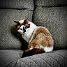 Baby is registered to the contest to win money with this photo: cat, feline, pet, indoor, couch, furniture, fur, animal, whiskers, alert, seated, quilted, texture, brown, white, black_mark, closeup, cozy, home, portrait