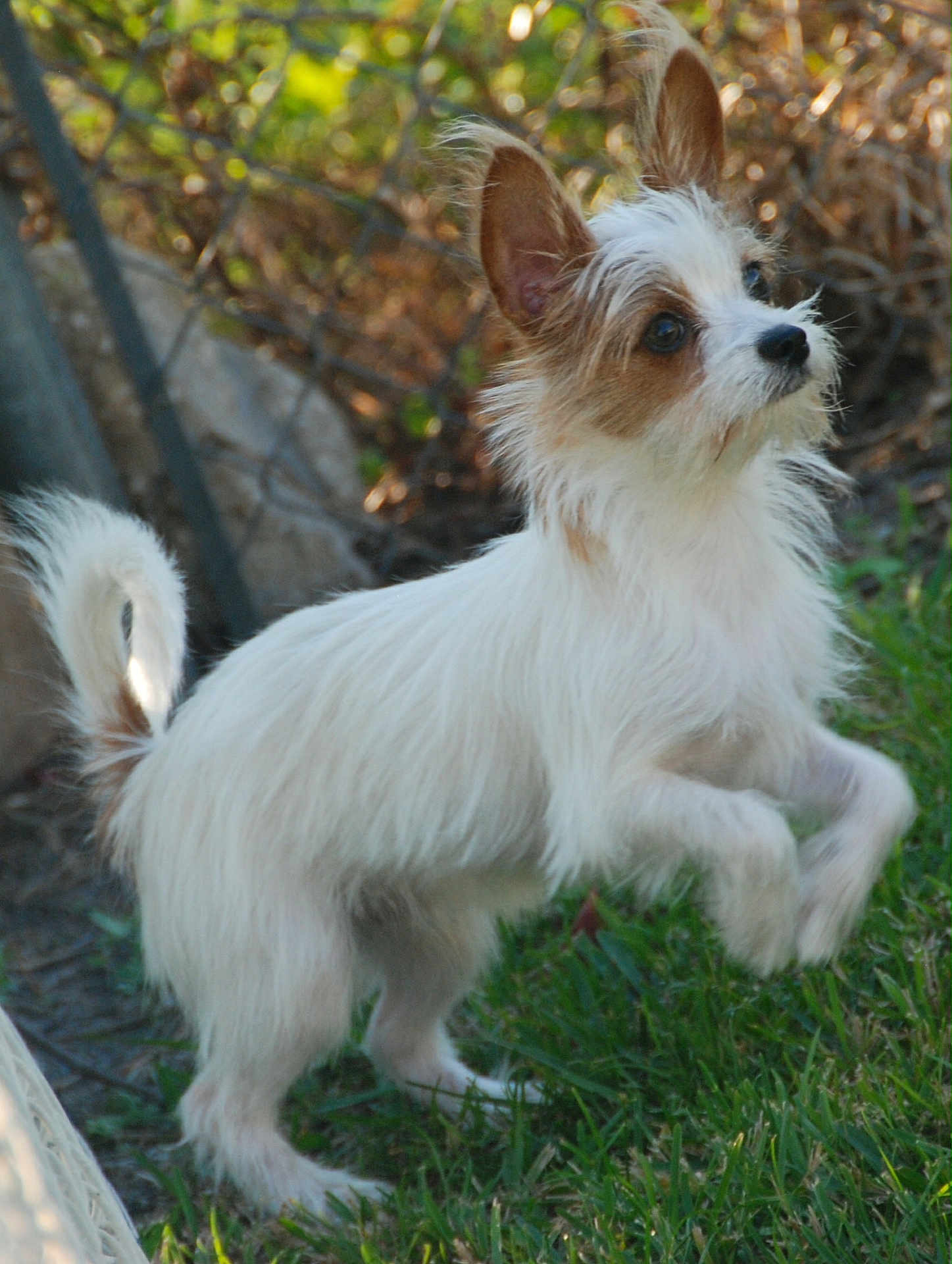 Gizmo