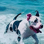 Gemini is registered to the contest to win money with this photo: dog, water, ocean, splashing, black_and_white, happy, playful, animal, pet, summer, outdoor, beach, wet, running, canine, nature, sunlight, fun, energetic, waves