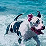 dog, water, ocean, splashing, black_and_white, happy, playful, animal, pet, summer, outdoor, beach, wet, running, canine, nature, sunlight, fun, energetic, waves